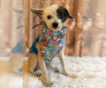 Small Photo #10 Poodle (Toy)-Unknown Mix Puppy For Sale in Arlington, VA, USA