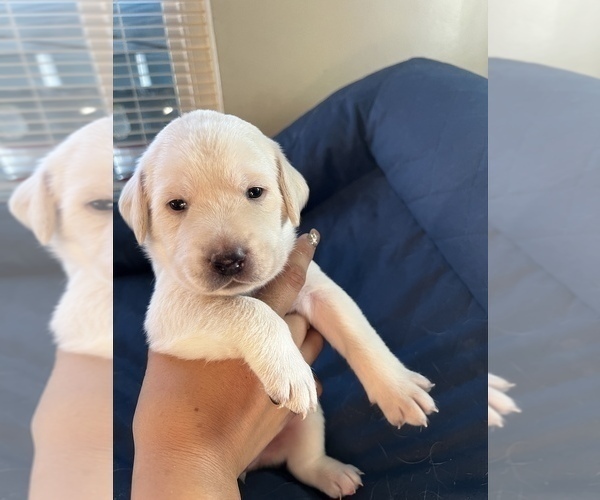 Medium Photo #13 Labrador Retriever Puppy For Sale in CLOVIS, CA, USA