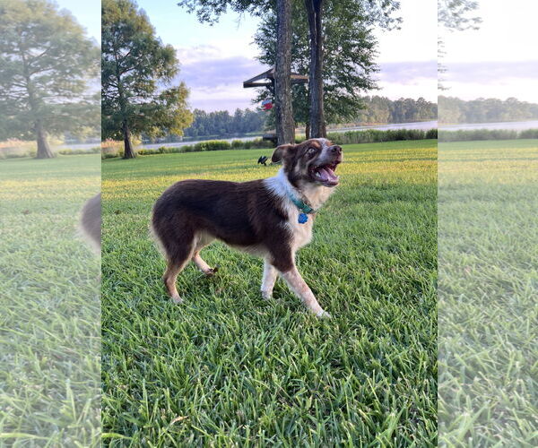 Medium Photo #4 Australian Shepherd Puppy For Sale in Dallas, TX, USA