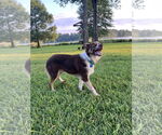 Small #3 Australian Shepherd