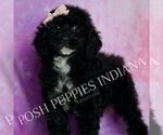 Small #4 Poodle (Toy)