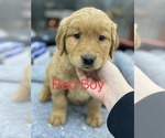 Small Photo #4 Golden Retriever Puppy For Sale in CAMPBELLSBURG, KY, USA