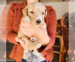 Small Photo #11 Poodle (Standard) Puppy For Sale in WAGENER, SC, USA