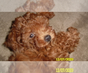 Poodle (Toy) Puppy for sale in DULUTH, GA, USA