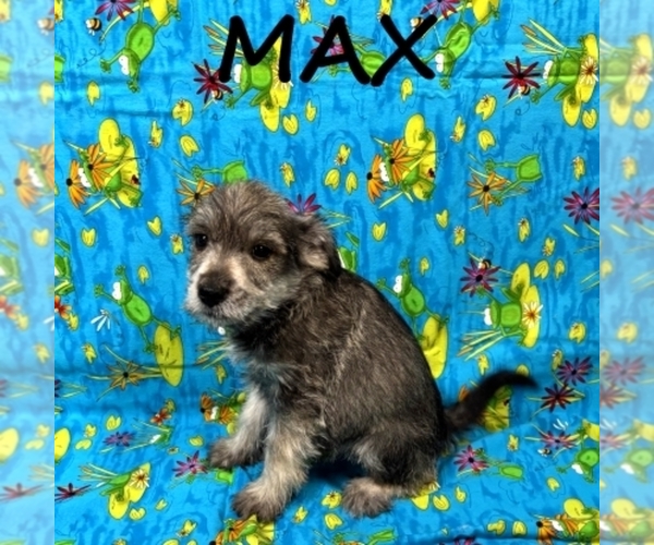 Medium Photo #2 Schnoodle (Miniature) Puppy For Sale in HARTLAND, MN, USA