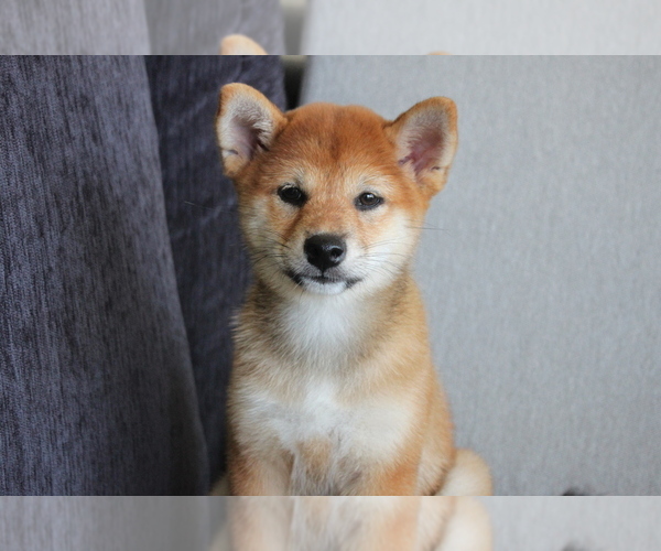Medium Photo #1 Shiba Inu Puppy For Sale in SEATTLE, WA, USA