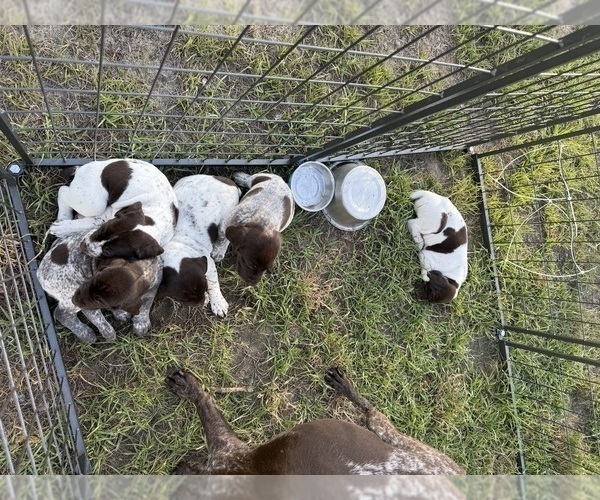 Medium Photo #3 German Shorthaired Pointer Puppy For Sale in CAMDEN, SC, USA