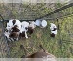 Small #2 German Shorthaired Pointer