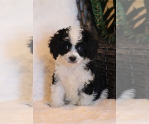 Cavapoo Puppy for sale in ITASCA, TX, USA