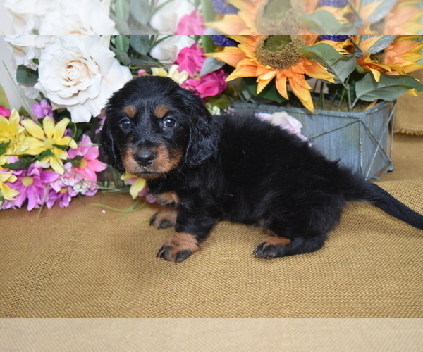 Medium Photo #3 Dachshund Puppy For Sale in BENTON, AR, USA