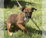 Small #2 Labrador Retriever