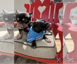 Small #3 Faux Frenchbo Bulldog
