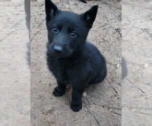 German Shepherd Dog Puppy for sale in ROBINSON, TX, USA