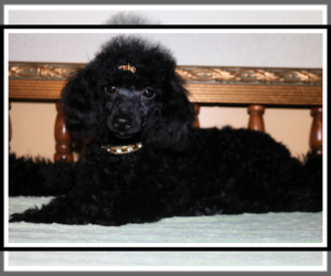 Father of the Havanese-Poodle (Toy) Mix puppies born on 02/20/2023