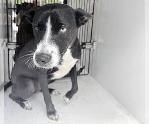 Medium Photo #1 Catahoula Leopard Dog-Labrador Retriever Mix Puppy For Sale in Houston, TX, USA