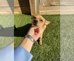 Small #9 Dachshund