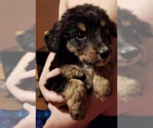 Euro Mountain Sheparnese Puppy for sale in LANCASTER, OH, USA