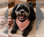 Small #13 Shih-Poo