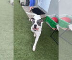 Small #15 American Pit Bull Terrier