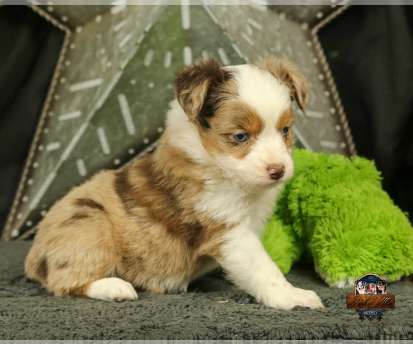 Medium Photo #5 Miniature Australian Shepherd Puppy For Sale in GRANBURY, TX, USA