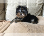 Small Photo #2 Yorkshire Terrier Puppy For Sale in ROANOKE, VA, USA