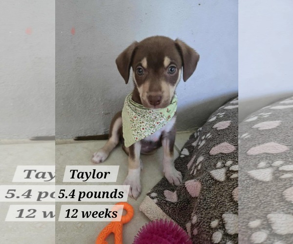 Medium Photo #1 Chihuahua-Labrador Retriever Mix Puppy For Sale in Virginia Beach, VA, USA