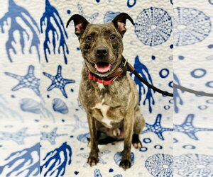 Mutt Dogs for adoption in Manahawkin, NJ, USA
