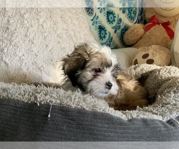 Medium Photo #5 Shih-Poo-Zuchon Mix Puppy For Sale in GALENA, NV, USA
