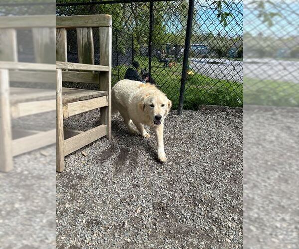 Medium Photo #3 Golden Retriever Puppy For Sale in Elmsford, NY, USA