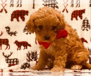 Cavapoo Puppy for sale in LANCASTER, PA, USA