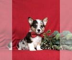 Small Photo #3 Pembroke Welsh Corgi Puppy For Sale in CHRISTIANA, PA, USA