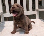 Small #1 Labrador Retriever