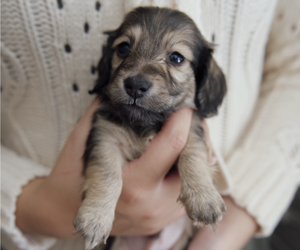 Dachshund Puppy for sale in LODI, CA, USA