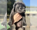 Small Photo #13 Cane Corso Puppy For Sale in SEBASTOPOL, CA, USA