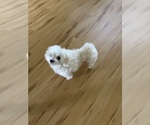 Small Photo #1 Maltese Puppy For Sale in HARVEST, AL, USA