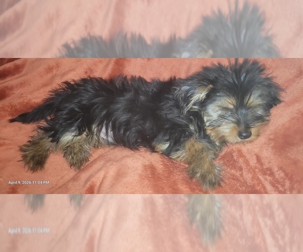 Medium Photo #18 Yorkshire Terrier Puppy For Sale in AKRON, OH, USA