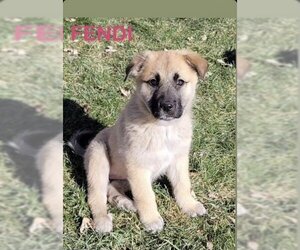 German Shepherd Dog-Great Pyrenees Mix Dogs for adoption in Wichita, KS, USA