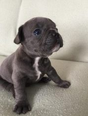 French Bulldog Puppy for sale in CICERO, NY, USA