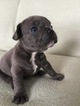 Small Photo #1 French Bulldog Puppy For Sale in CICERO, NY, USA