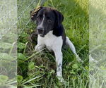 Small #2 Beagle Mix