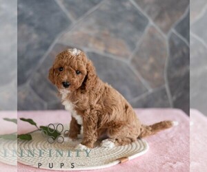 Poodle (Miniature) Puppy for sale in MILL HALL, PA, USA