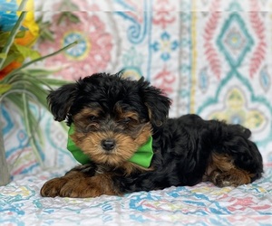 YorkiePoo Puppy for sale in LANCASTER, PA, USA