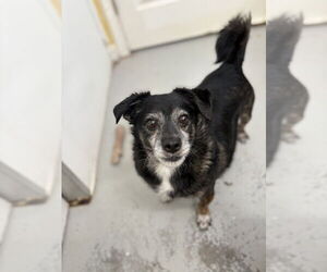 Chihuahua Dogs for adoption in Studio City, CA, USA