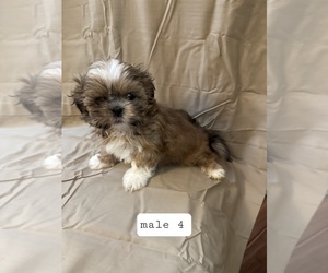 Shih Tzu Puppy for sale in CRITTENDEN, KY, USA