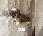 Image preview for Ad Listing. Nickname: Male puppy 4