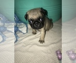 Small Photo #7 Pug Puppy For Sale in FALMOUTH, VA, USA