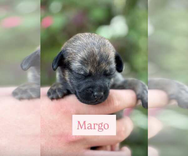 Medium Photo #9 Chi-Poo (Miniature) Puppy For Sale in Corona, CA, USA