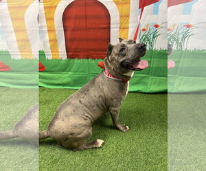 Zoey - Male Mutt Dog for Adoption - Photo #2