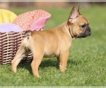 Small #3 French Bulldog