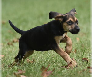 Lily - Female Australian Shepherd-Beagle Mix Dog for Adoption - Photo #8